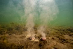 Ultimate Baits Up & Down Tablets 9 Mm, Release Of Colour, Scent And Flavour Underwater -Ultimate Store 0b59264e4387db25