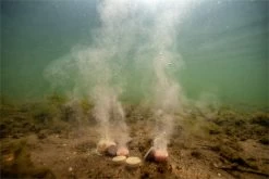 Ultimate Baits Up & Down Tablets 9 Mm, Release Of Colour, Scent And Flavour Underwater -Ultimate Store e3d9876b31d4e8b9